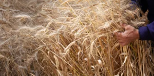 Planta de producción de alimentos Corporación Superior en Ecuador
