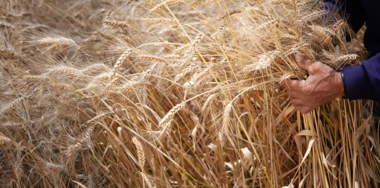 Planta de producción de alimentos Corporación Superior en Ecuador