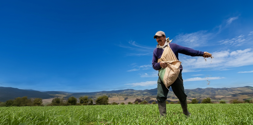 Personas trabajando en un campo de trigo